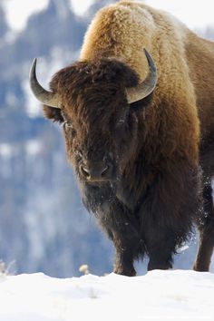 buffalo4