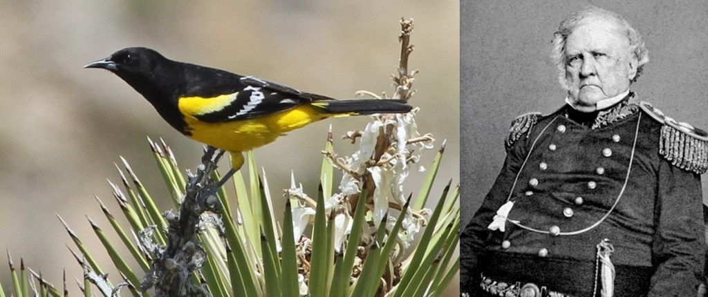 Scott's Oriole and General Winfield Scott
