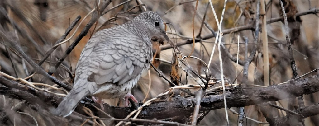 Inca Dove from Arizona