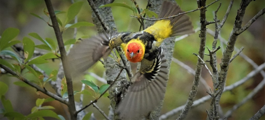 Western Tanager in Port Townsend