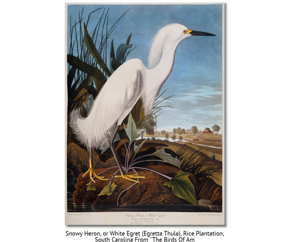 Audubon's painting of Snowy Egret